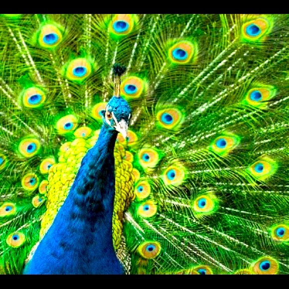 Meet your Posher, Alexia - Picture 1 of 1